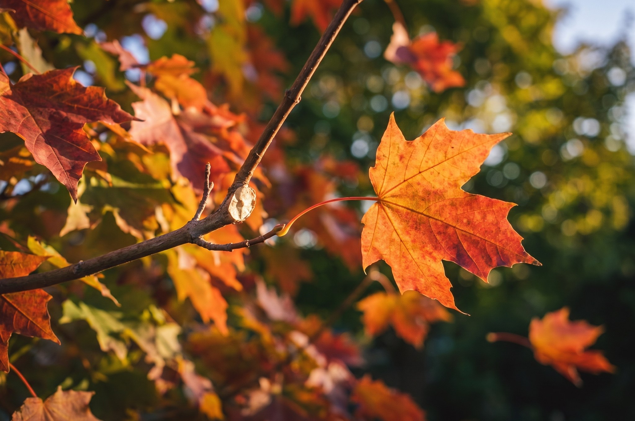Backlit orange maple leaf separating from its twig at the abscission zone in low golden autumn light