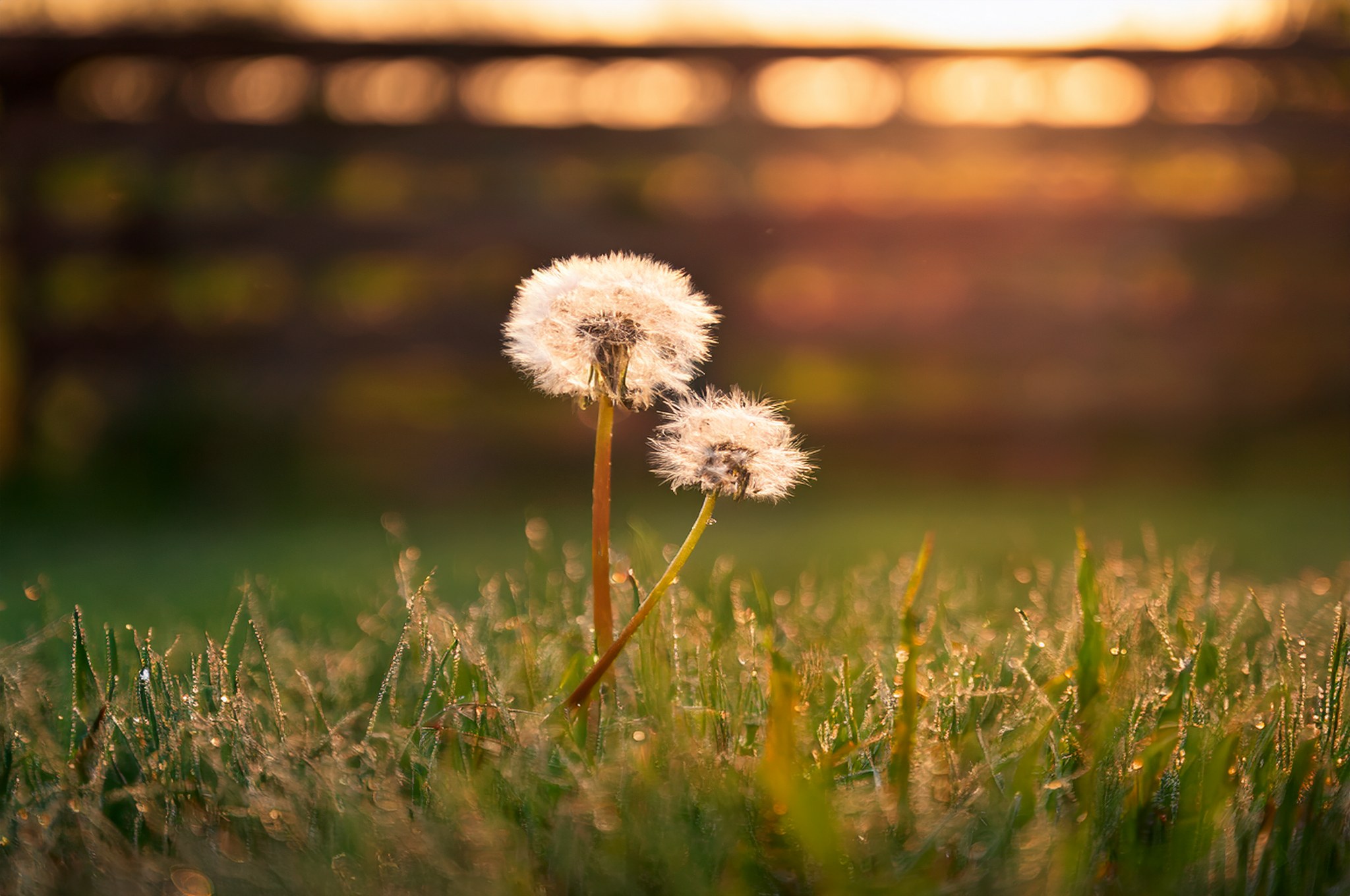 Fully open dandelion seed head glowing in low evening sun beside a closed one at the edge of a lawn