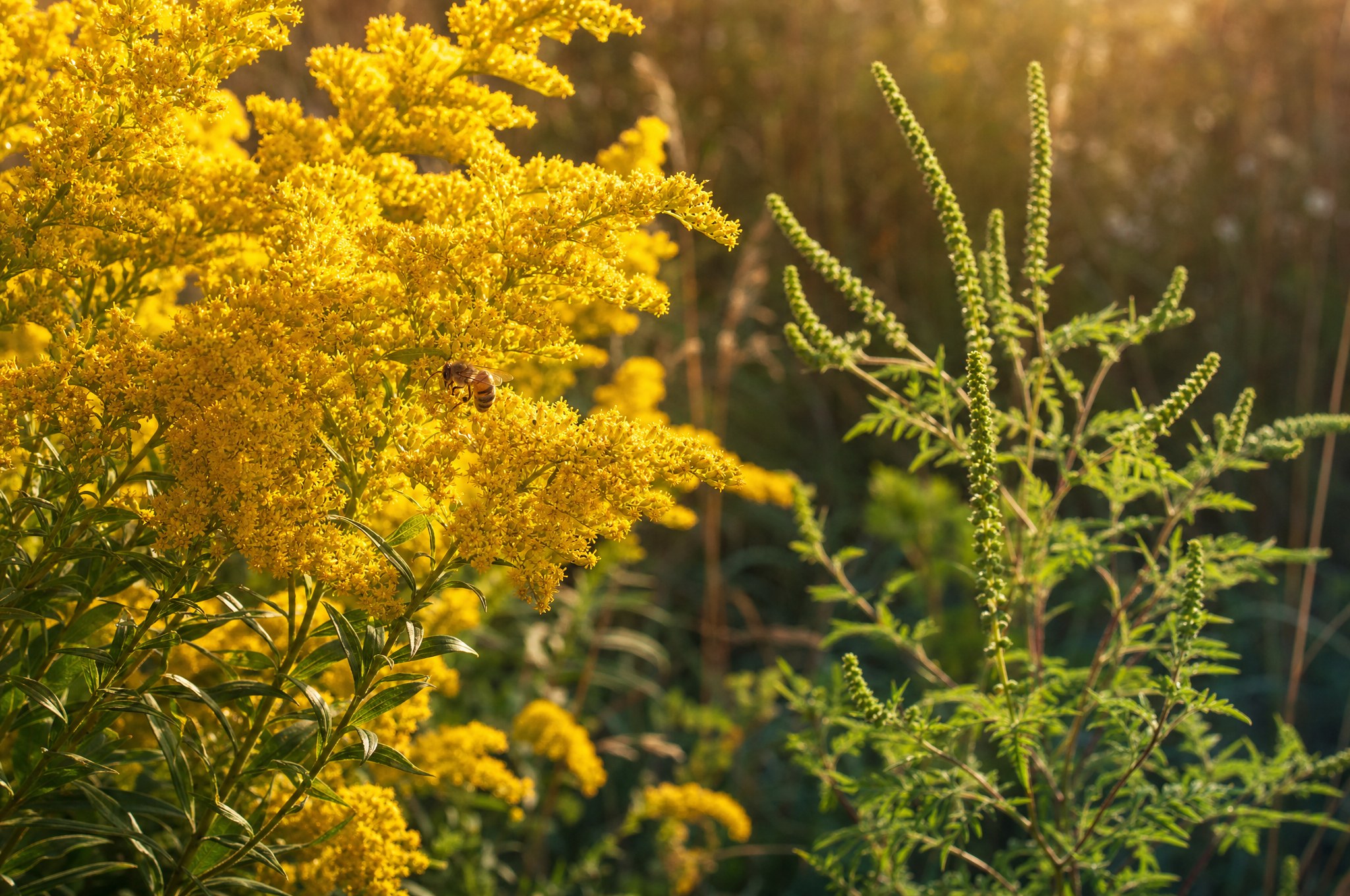 Backlit goldenrod plumes with a honeybee, and a green ragweed plant standing behind them at a sunlit field edge.