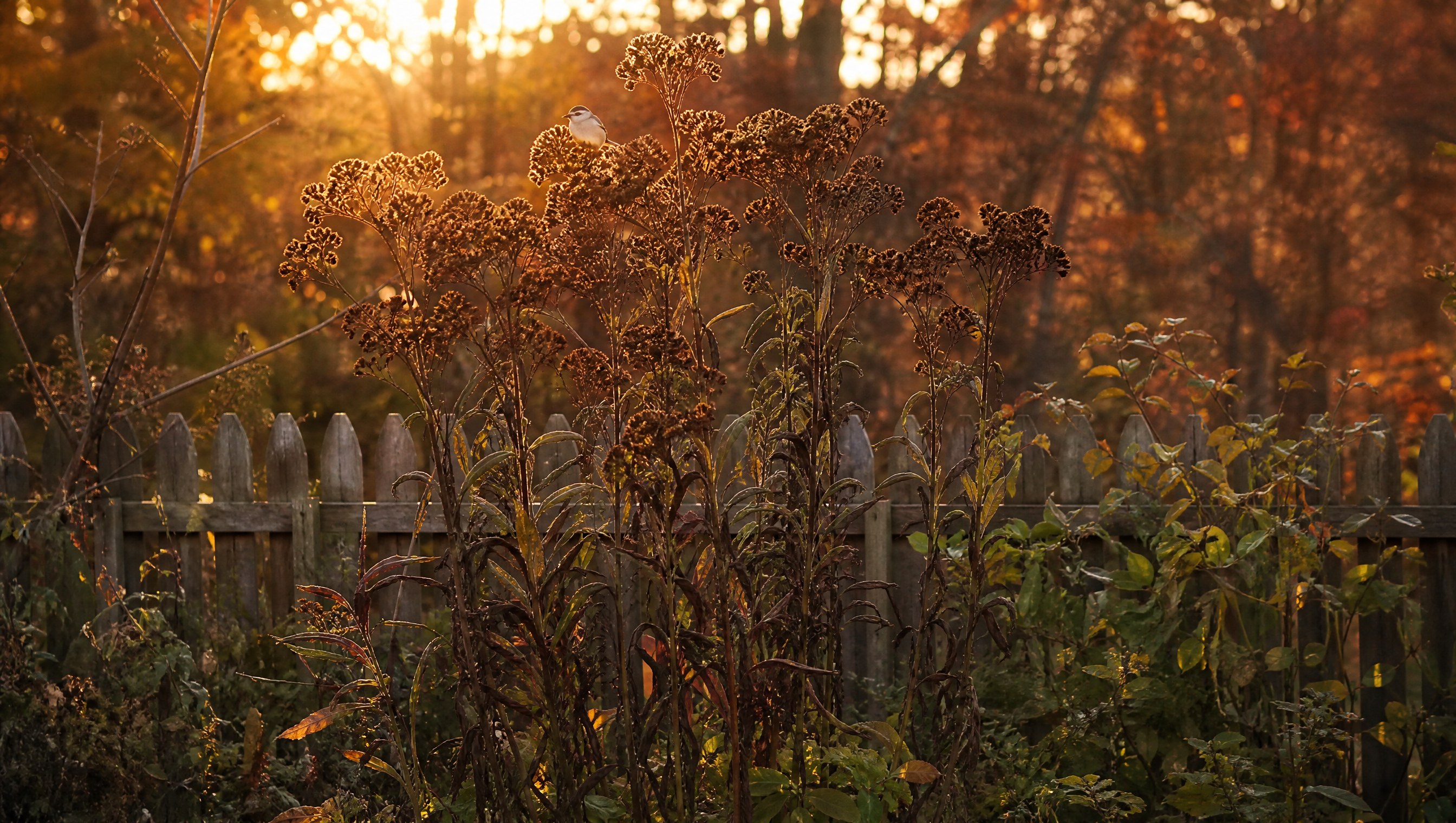 A tall stand of New York ironweed in late October, rusty brown seed heads backlit by low sun above a wooden fence, a tufted titmouse perched in the seed heads