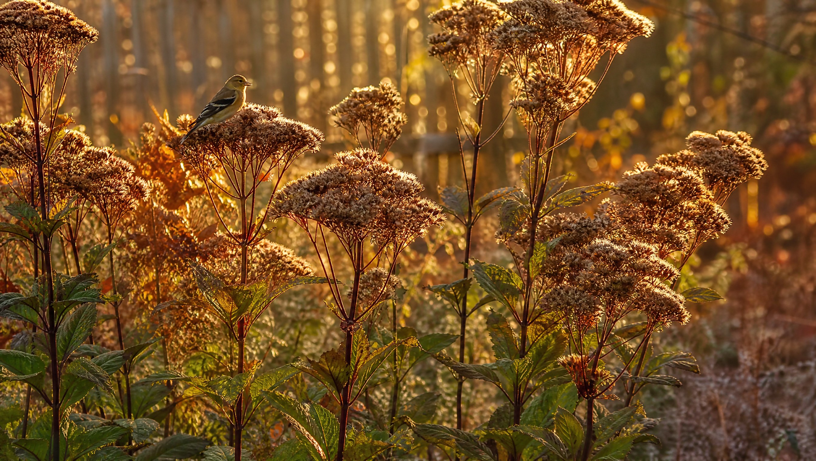 Tall Joe-Pye weed with big rounded dusty-mauve seed heads backlit by low October sun, an olive-brown winter goldfinch perched on one seed head
