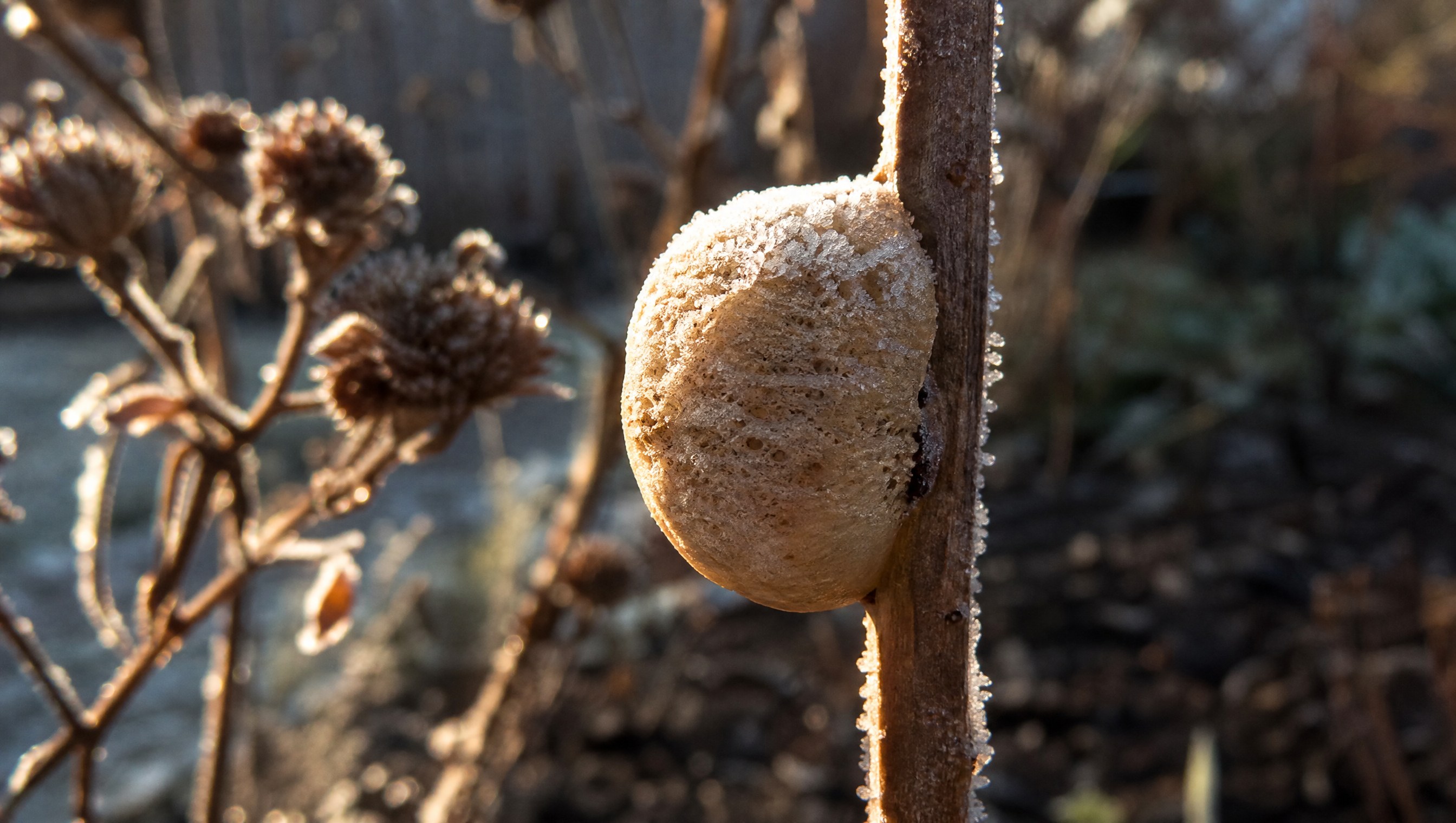 A tan walnut-sized praying mantis egg case glued to a dry brown stem in a garden bed, frost on the case, low winter sun