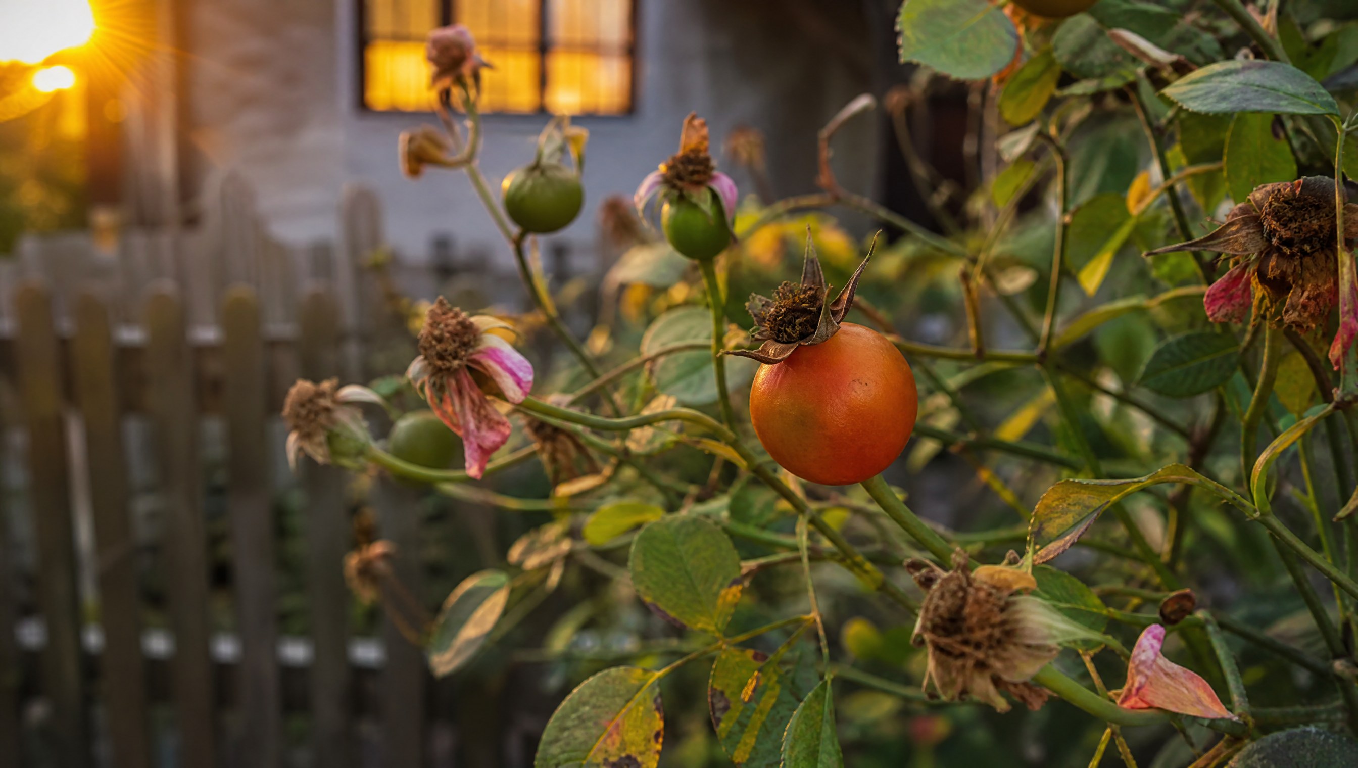 A rose bush in September with spent blooms dropping petals and round rose hips swelling green and orange on the canes