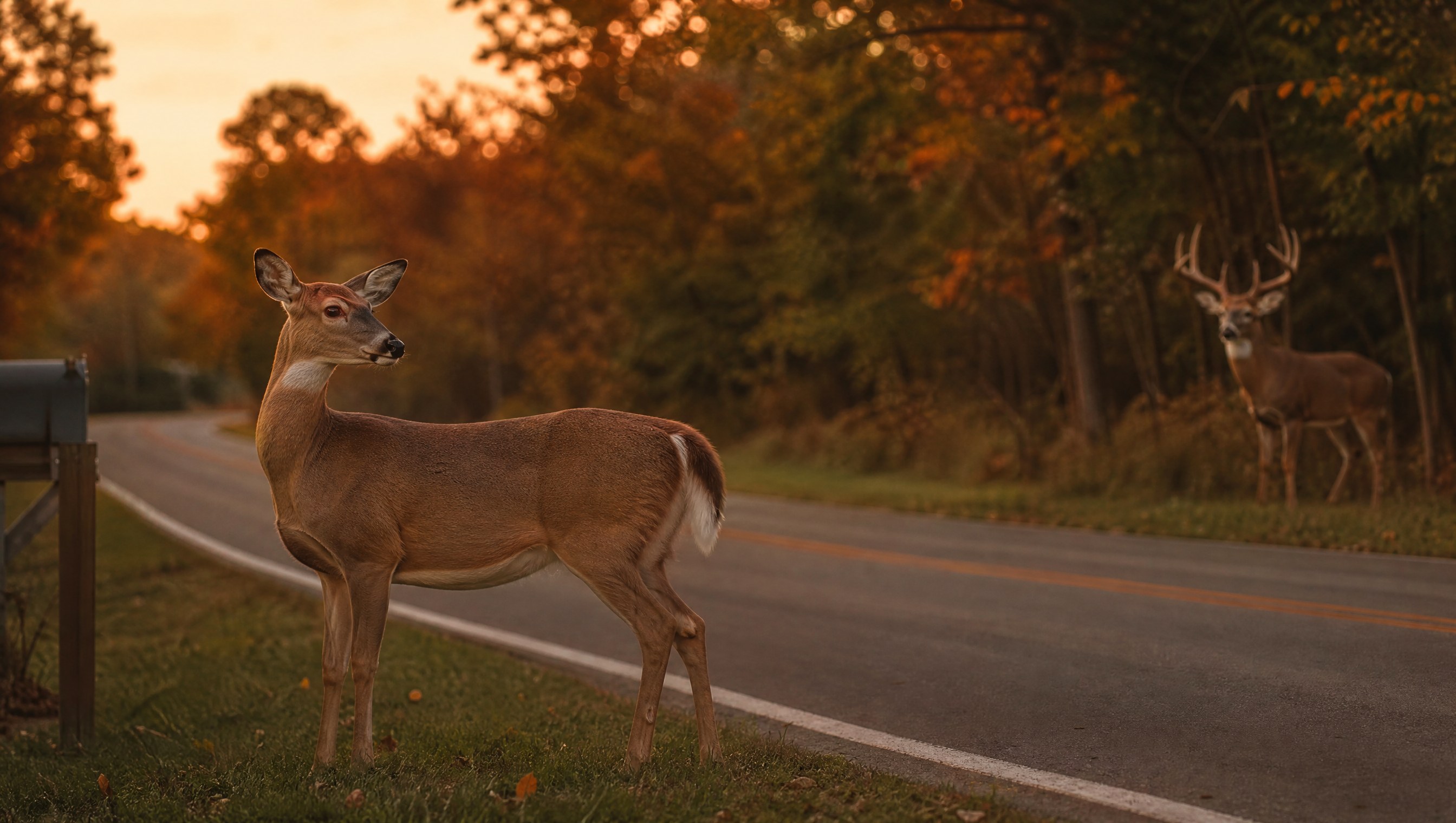 White-tailed doe standing at the edge of a rural road beside a mailbox at dusk, with an antlered buck at the tree line behind her