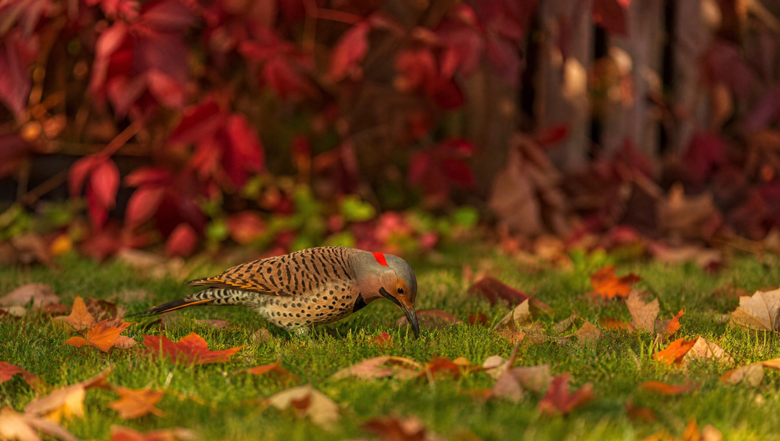 A northern flicker with a spotted belly, a black bib and a red patch on the nape probing a lawn for ants among fallen autumn leaves