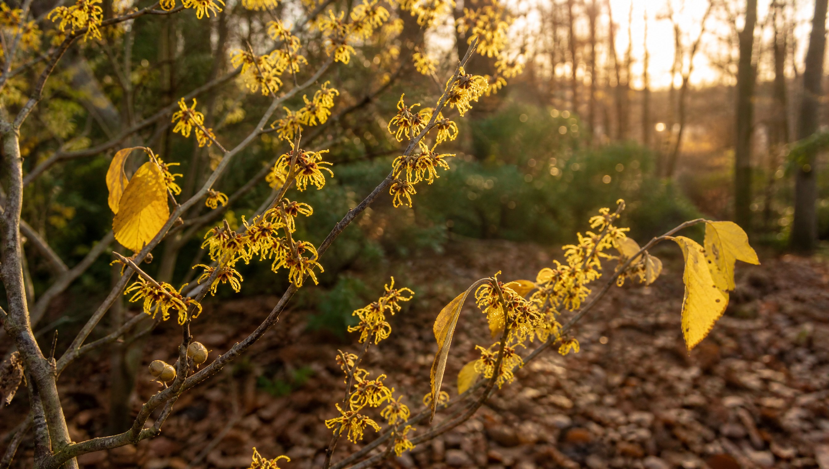 A large witch hazel shrub covered in spidery bright yellow flowers along bare twigs at the edge of a woodland garden in soft November light, with fallen leaves on the ground
